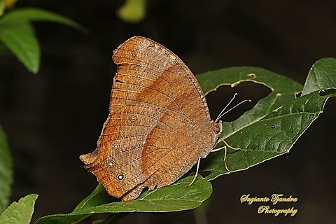 Dark Evening Brown, Melanitis phedima phedima  Dark evening brown,Geotagged,Indonesia,Melanitis phedima,Summer
