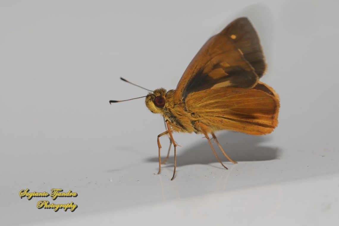 Skipper Butterfly, The Plain Yellow Lancer, Xanthoneura corissa patmapana  Geotagged,Indonesia,Plain Yellow Lancer,Summer,Xanthoneura corissa