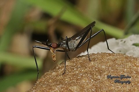 Banana Stalk flies, Telostylinus lineolatus, family Neriidae  Geotagged,Indonesia,Summer,Telostylinus lineolatus