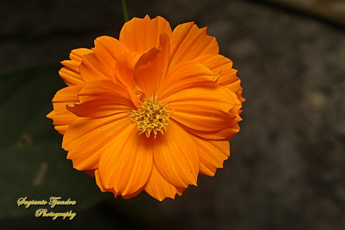 Orange Cosmos flower (Cosmos sulphureus)  Cosmos sulphureus,Geotagged,Indonesia,Sulfur Cosmos,Summer