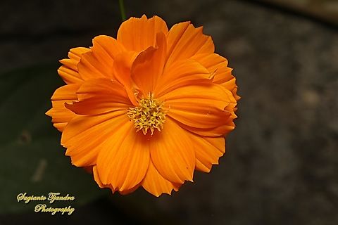 Orange Cosmos flower (Cosmos sulphureus)  Cosmos sulphureus,Geotagged,Indonesia,Sulfur Cosmos,Summer