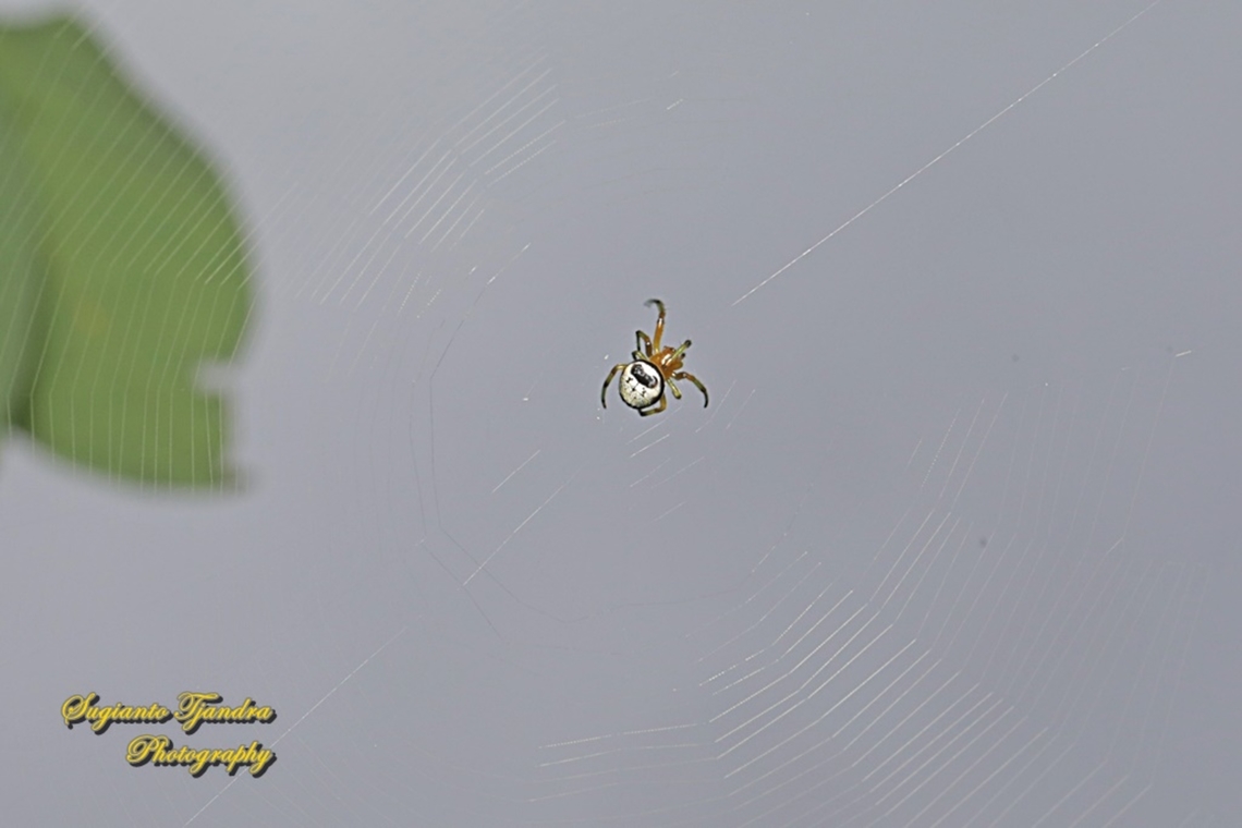 Kidney garden spider, Araneus mitificus, family Araneidae  Araneus mitificus,Geotagged,Indonesia,Kidney garden spider,Summer