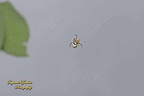 Kidney garden spider, Araneus mitificus, family Araneidae  Araneus mitificus,Geotagged,Indonesia,Kidney garden spider,Summer