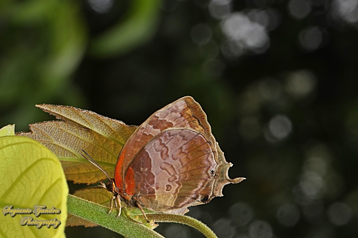 Plushblue Butterfly, Flos apidanus apidanus  Flos apidanus,Geotagged,Indonesia,Plain plushblue,Summer