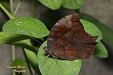 Dark Evening Brown, Melanitis phedima phedima  Dark evening brown,Geotagged,Indonesia,Melanitis phedima,Summer