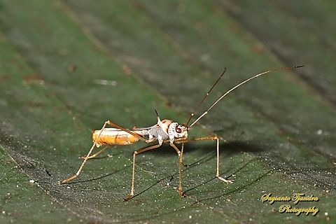 Walang kongkang (Sugarcane bug), Phaenacantha saccharicida, family Colobathristidae  Geotagged,Indonesia,Phaenacantha saccharicida,Sugarcane red bug,Summer