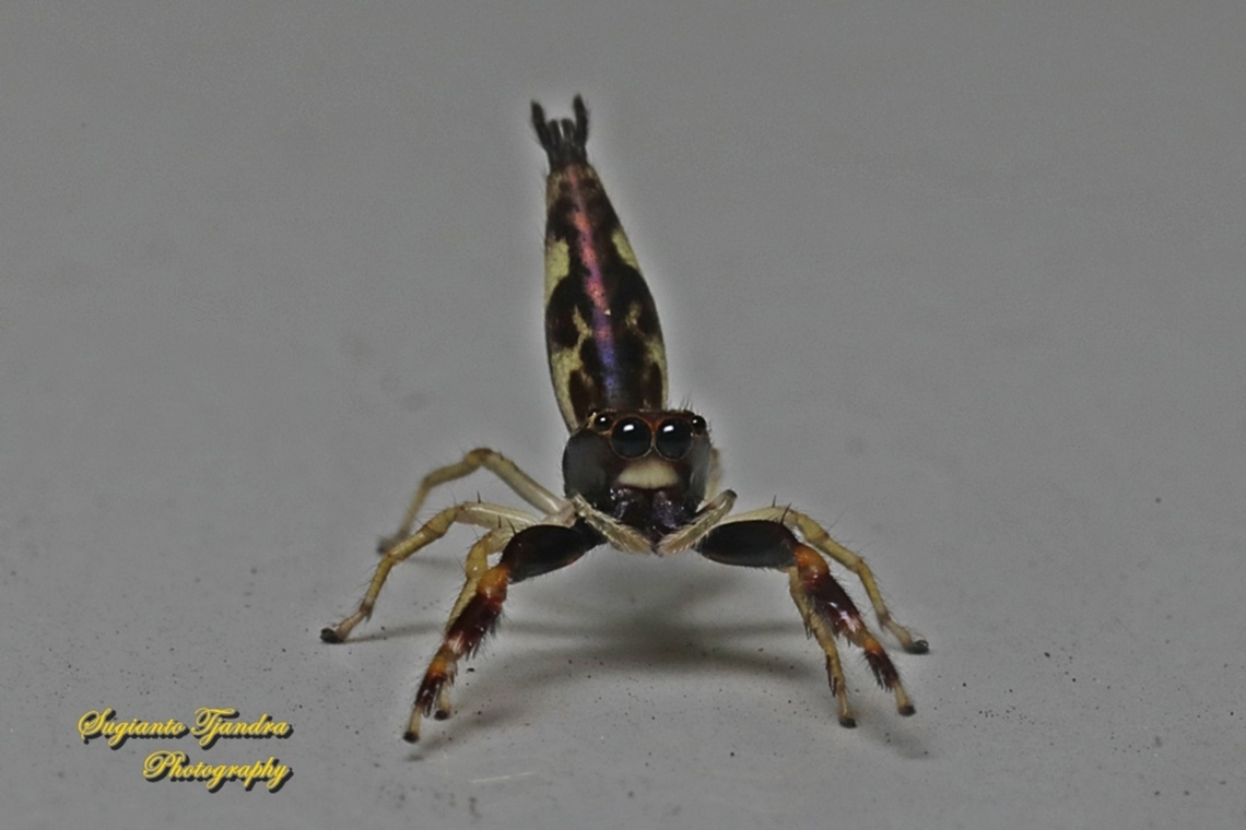 Jumping spider,  Indopadilla sp., family Salticidae  Geotagged,Indonesia,Summer