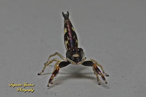 Jumping spider,  Indopadilla sp., family Salticidae  Geotagged,Indonesia,Summer