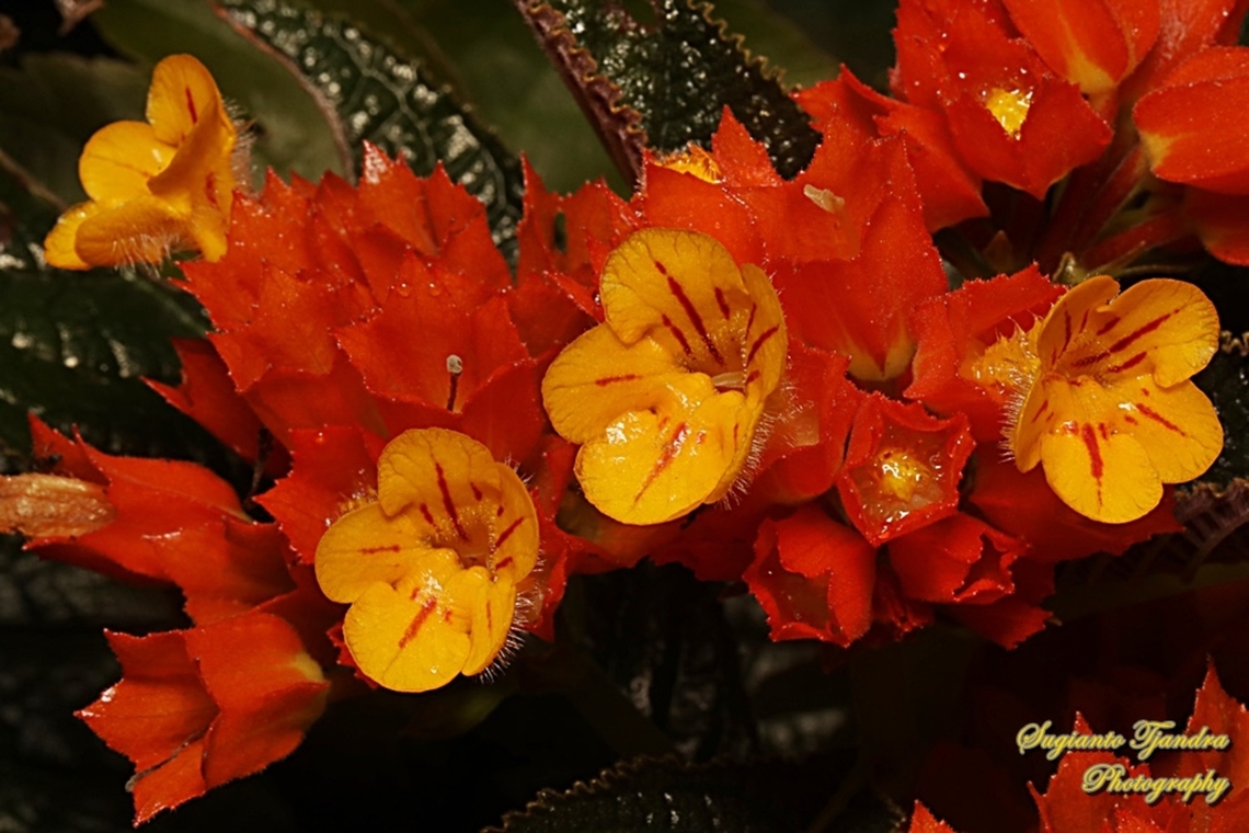 Sunset bells flowers, Chrysothemis pulchella  Chrysothemis pulchella,Geotagged,Indonesia,Summer