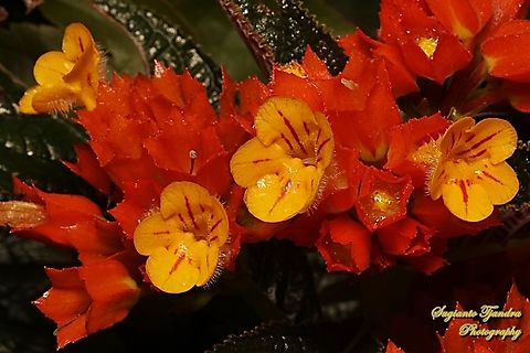 Sunset bells flowers, Chrysothemis pulchella  Chrysothemis pulchella,Geotagged,Indonesia,Summer