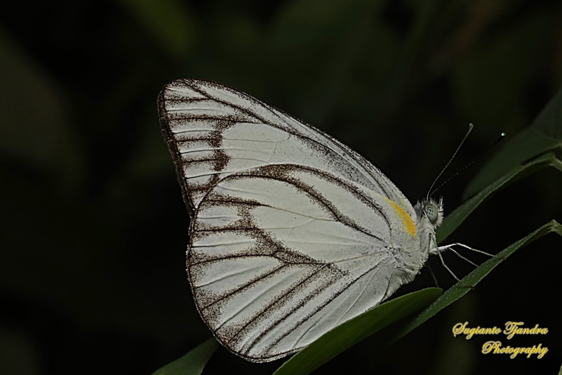 Eastern Striped Albatross Butterfly, Appias olferna olferna - male  Appias olferna,Eastern striped albatross,Geotagged,Indonesia,Summer