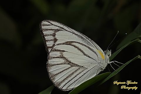 Eastern Striped Albatross Butterfly, Appias olferna olferna - male  Appias olferna,Eastern striped albatross,Geotagged,Indonesia,Summer