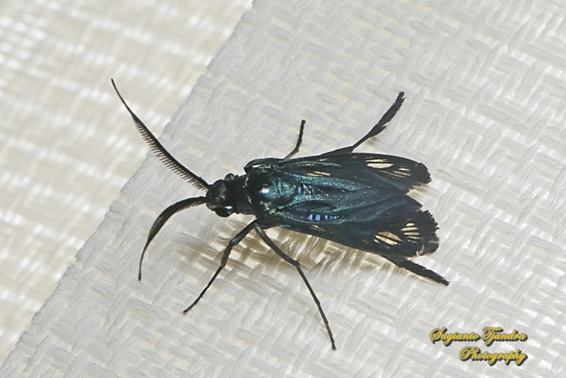 Moth, Ephemeroidea sp. cf. virescens, family Zygaenidae  Geotagged,Indonesia,Summer
