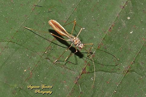 Walang kongkang (Sugarcane bug), Phaenacantha saccharicida, family Colobathristidae  Geotagged,Indonesia,Phaenacantha saccharicida,Sugarcane red bug,Summer