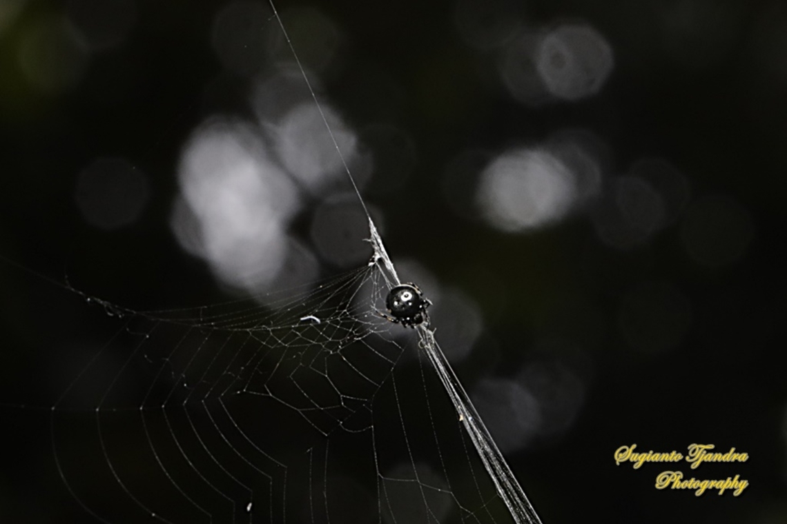 Orb-weaving spider, Araneous nox, Eriovixia sakiedaorum  Eriovixia sakiedaorum,Geotagged,Indonesia,Summer
