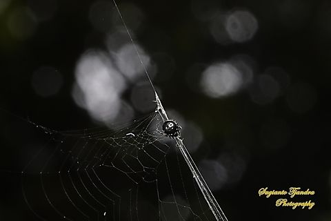 Orb-weaving spider, Araneous nox, Eriovixia sakiedaorum  Eriovixia sakiedaorum,Geotagged,Indonesia,Summer