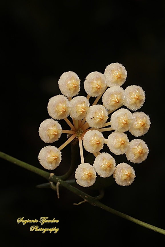 Hoya Lacunosa flowers  Geotagged,Hoya lacunosa,Indonesia,Summer