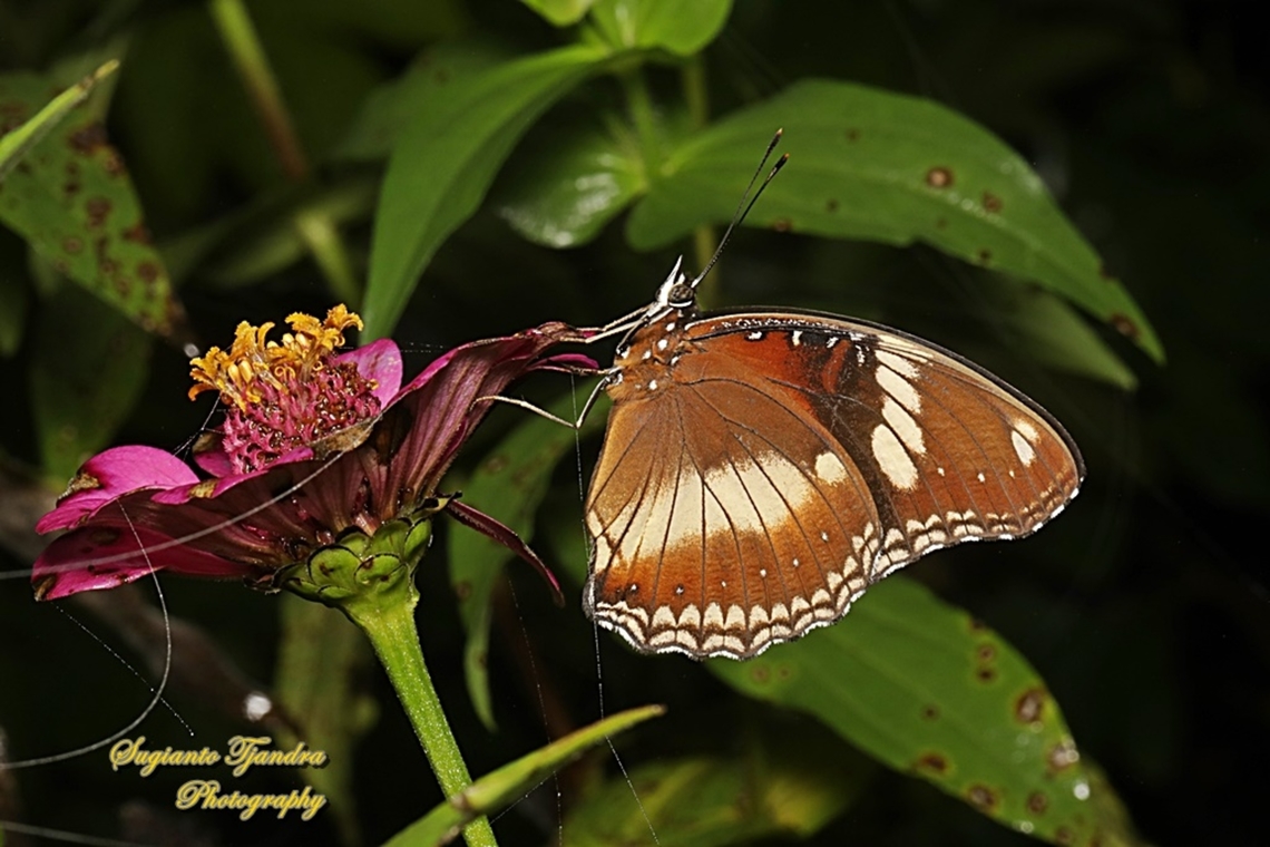 Great eggfly butterfly, Hypolimnas bolina bolina standing on the Zinnia flower  Geotagged,Great eggfly,Hypolimnas bolina,Indonesia,Summer