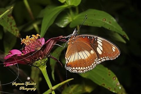 Great eggfly butterfly, Hypolimnas bolina bolina standing on the Zinnia flower  Geotagged,Great eggfly,Hypolimnas bolina,Indonesia,Summer