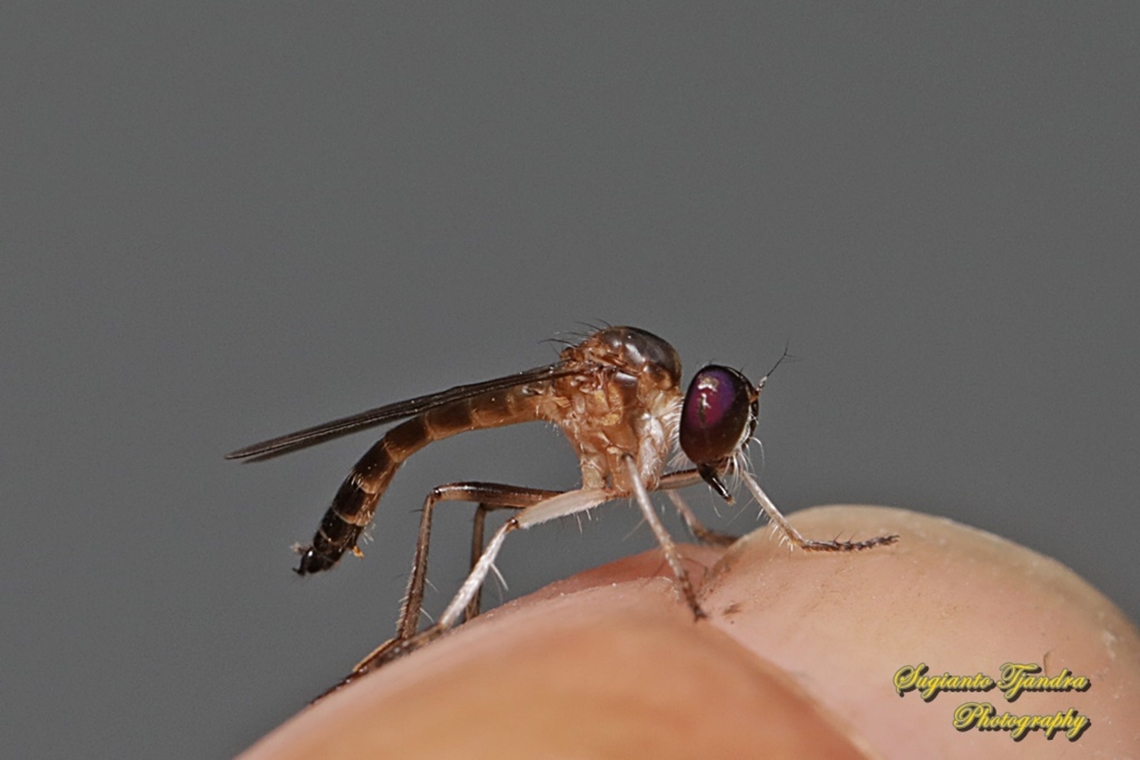 Mini Robber Fly, Tribe Ommatiini, family Asilidae  Geotagged,Indonesia,Summer