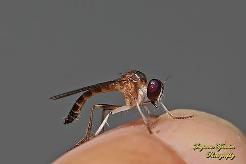 Mini Robber Fly, Tribe Ommatiini, family Asilidae  Geotagged,Indonesia,Summer