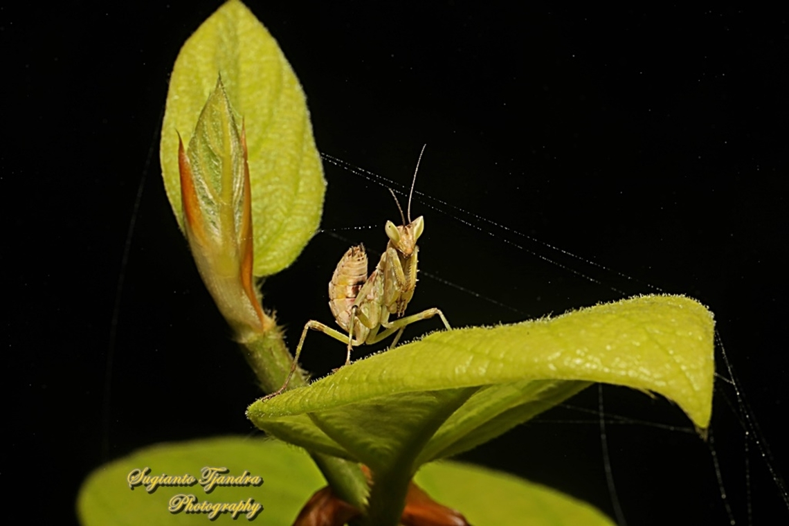 Flower mantis nymph, Creobroter Sp  Geotagged,Indonesia,Summer