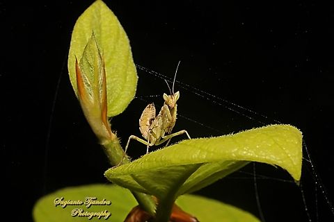 Flower mantis nymph, Creobroter Sp  Geotagged,Indonesia,Summer