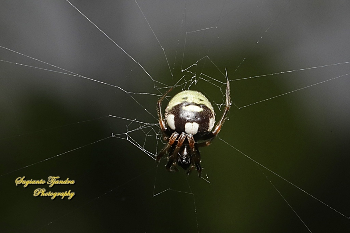 Orb-weaving spider, Singa perpolita  Geotagged,Indonesia,Singa perpolita,Summer