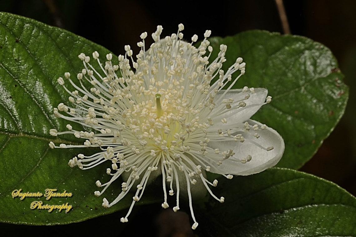 The flowers of apple guava (Psidium guajava)  Common guava,Geotagged,Indonesia,Psidium guajava,Summer
