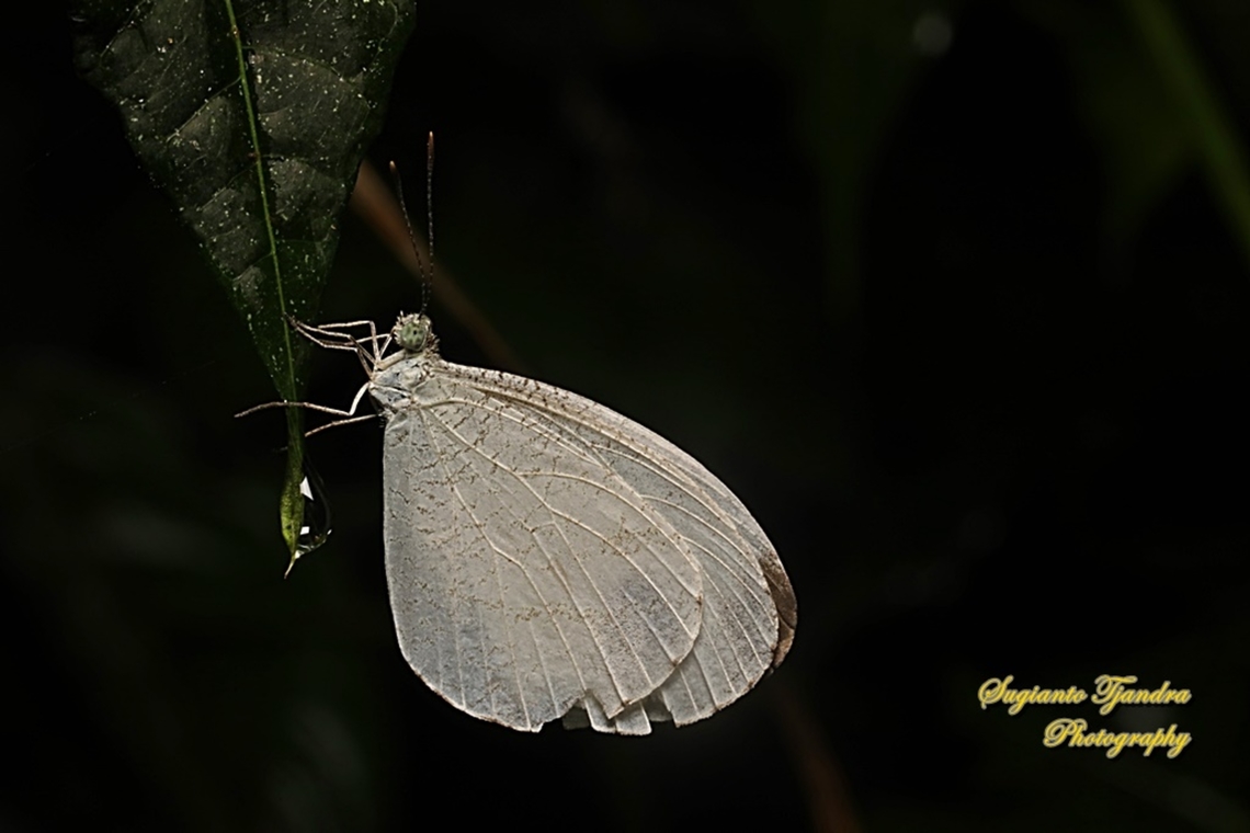 The psyche butterfly, Leptosia nina chlorographa, family Pieridae  Geotagged,Indonesia,Leptosia nina,Psyche,Summer