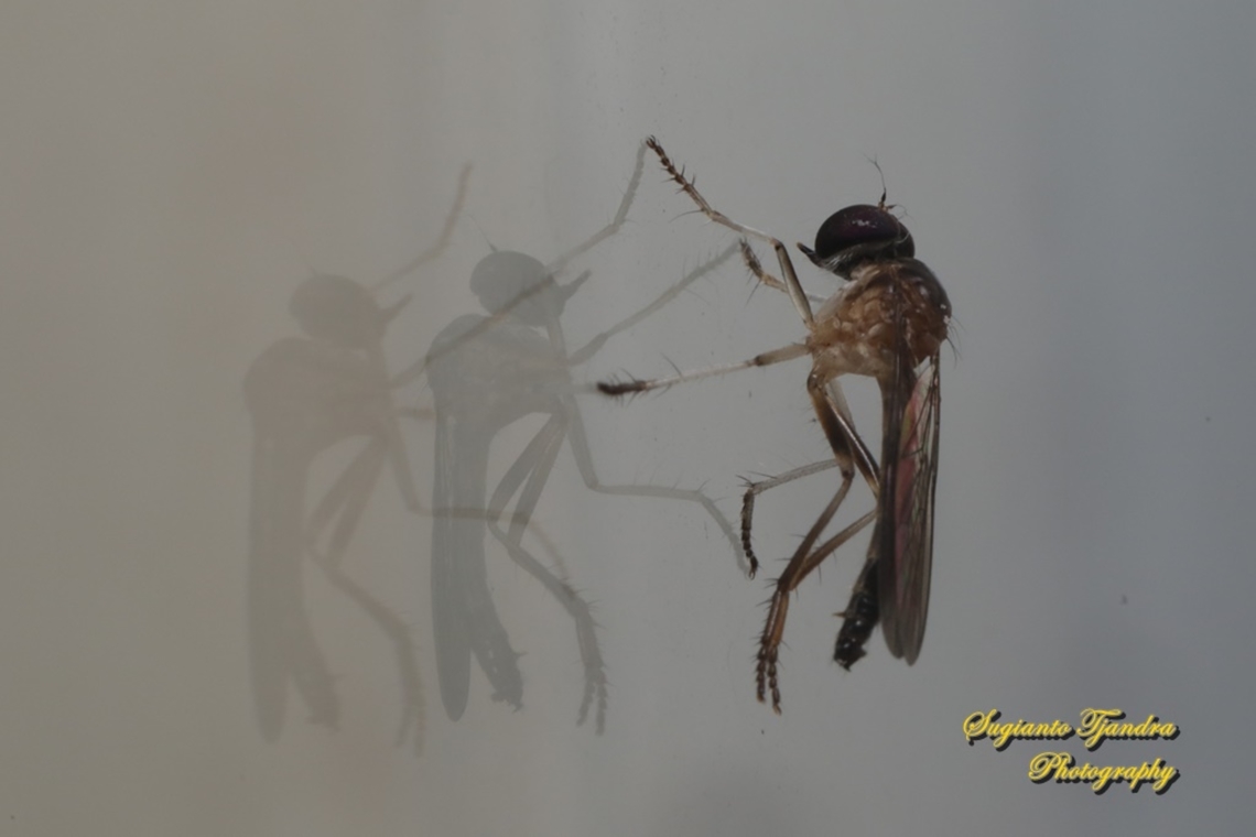 Mini Robber Fly, Tribe Ommatiini, family Asilidae  Geotagged,Indonesia,Summer
