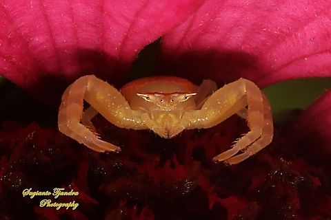 Flower Crab Spider, family Thomisidae  Geotagged,Indonesia,Summer,Winter