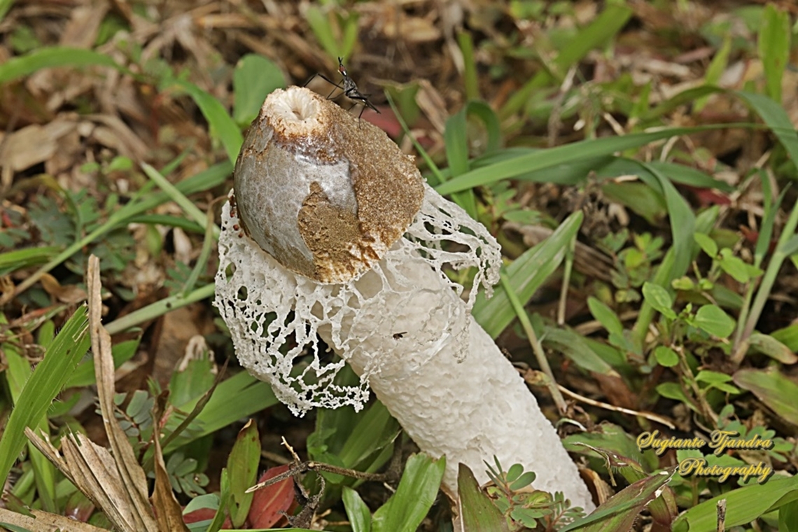Jamur Tudung Pengantin (Bamboo mushrooms), Phallus indusiatus, family Phallaceae  Bamboo fungus,Geotagged,Indonesia,Phallus indusiatus,Summer