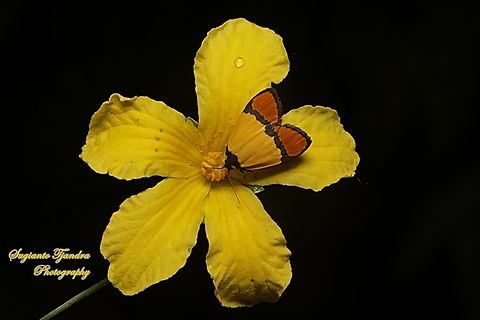 Day-flying moth, Byrsia aurantiaca javana  Byrsia aurantiaca,Geotagged,Indonesia,Summer
