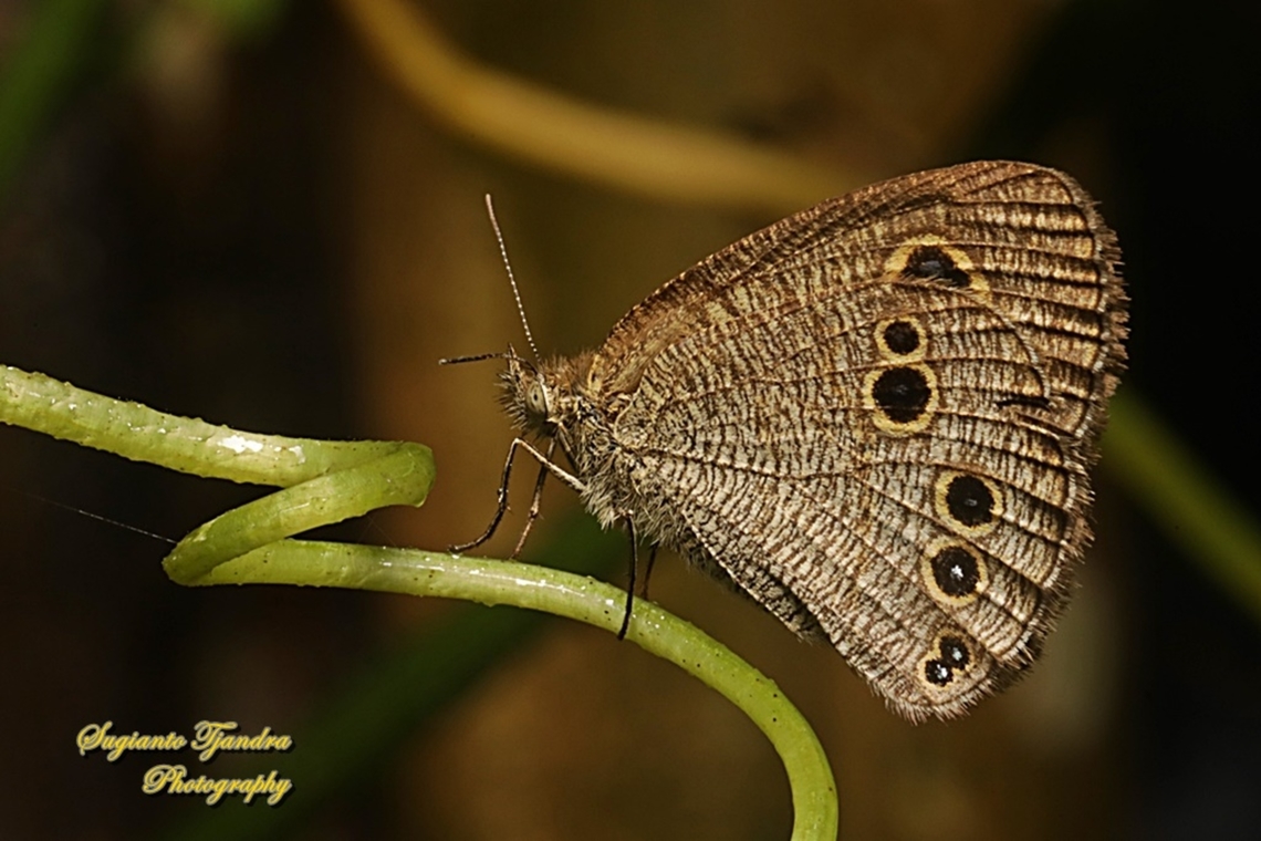 Common Five Ring Butterfly, Ypthima baldus  Common Fivering,Geotagged,Indonesia,Summer,Ypthima baldus