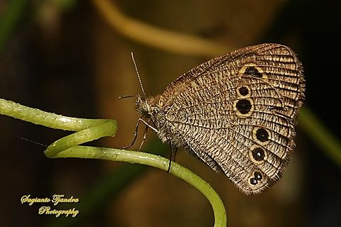 Common Five Ring Butterfly, Ypthima baldus  Common Fivering,Geotagged,Indonesia,Summer,Ypthima baldus