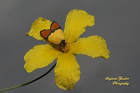 Day-flying moth, Byrsia aurantiaca javana, family Erebidae "sucking nectar" on the Bitter gourd flower, Momordica charantia, family Cucurbitaceae  Byrsia aurantiaca,Geotagged,Indonesia,Summer