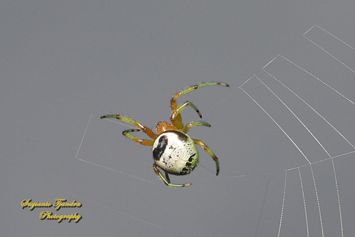 Kidney garden spider, Araneus mitificus, family Araneidae  Araneus mitificus,Geotagged,Indonesia,Kidney garden spider,Summer