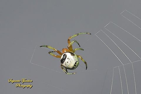 Kidney garden spider, Araneus mitificus, family Araneidae  Araneus mitificus,Geotagged,Indonesia,Kidney garden spider,Summer