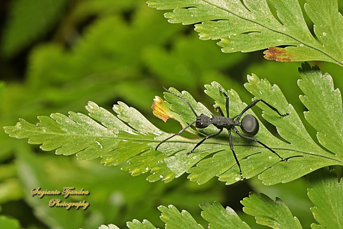 Black Spiny Ant (Polyrhachis armata)  Armed Spiny Ant,Geotagged,Indonesia,Polyrhachis armata,Summer