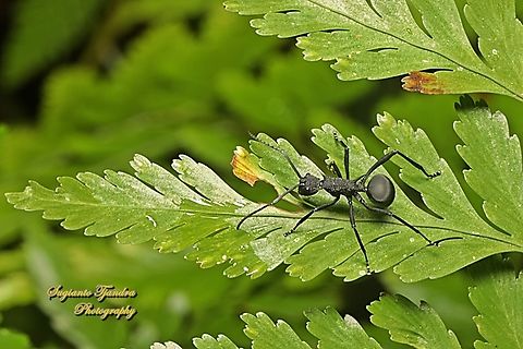 Black Spiny Ant (Polyrhachis armata)  Armed Spiny Ant,Geotagged,Indonesia,Polyrhachis armata,Summer