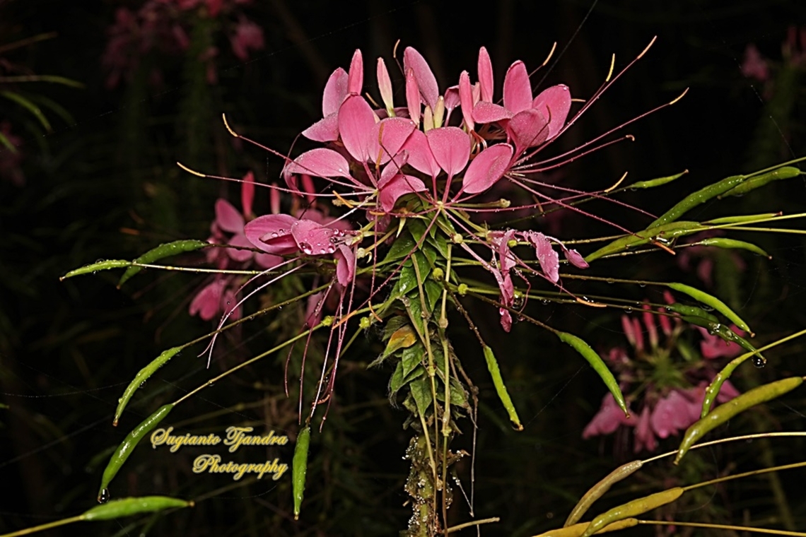 Spider flower, Cleome hassleriana  Cleome hassleriana,Geotagged,Indonesia,Spider Flower,Summer