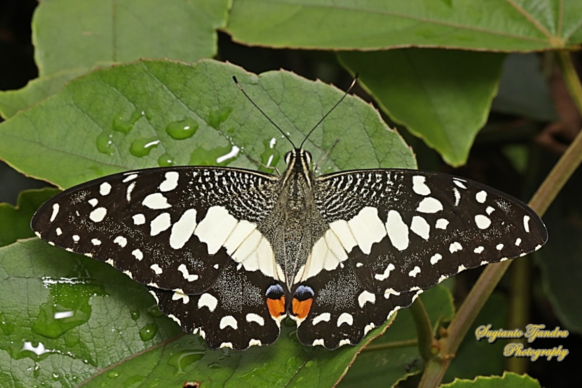 Common Lime butterfly (Papilio demoleus) - upperside  Geotagged,Indonesia,Lime Swallowtail,Papilio demoleus,Summer