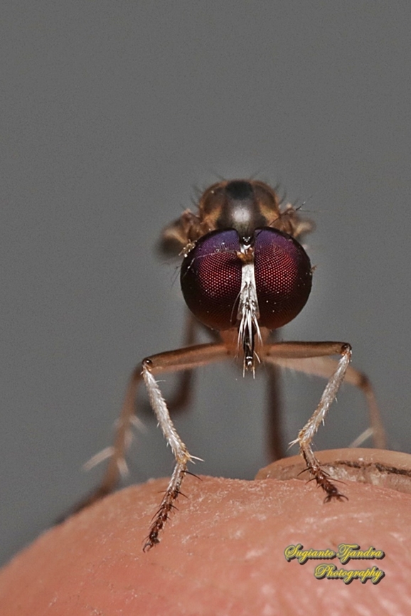 Mini Robber Fly, Tribe Ommatiini, family Asilidae  Geotagged,Indonesia,Summer