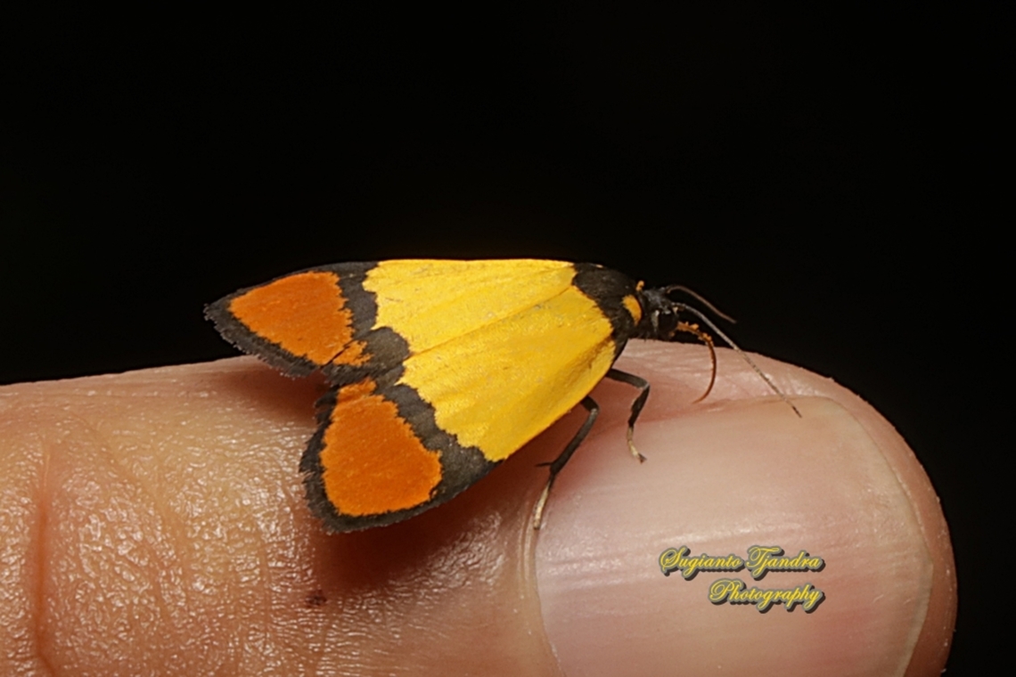 Day-flying moth, Byrsia aurantiaca javana, family Erebidae  Byrsia aurantiaca,Geotagged,Indonesia,Summer