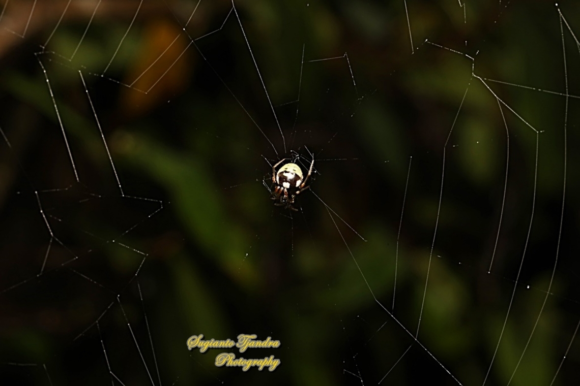 Orb-weaving spider, Singa perpolita  Geotagged,Indonesia,Singa perpolita,Summer