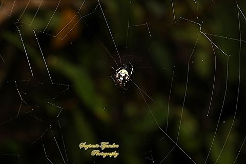 Orb-weaving spider, Singa perpolita  Geotagged,Indonesia,Singa perpolita,Summer