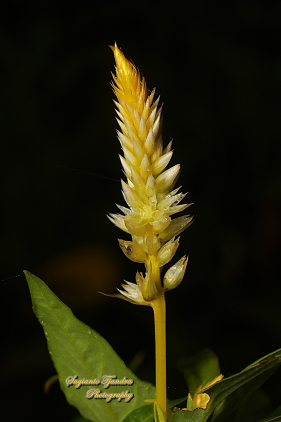 Plume Celosia flower, Celosia plumosa, family Amaranthaceae  Celosia argentea,Geotagged,Indonesia,Quail Grass,Summer