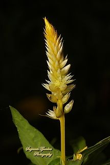 Plume Celosia flower, Celosia plumosa, family Amaranthaceae  Celosia argentea,Geotagged,Indonesia,Quail Grass,Summer