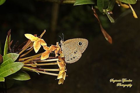 Common Five Ring Butterfly, Ypthima baldus "sucking nectar on the Jungle geranium flowers, Ixora coccinea, family Rubiaceae"  Common Fivering,Geotagged,Indonesia,Summer,Ypthima baldus